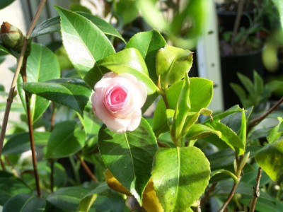 100_0953_Cam._jap._Mrs._Tingley_Knospe__640.jpg
