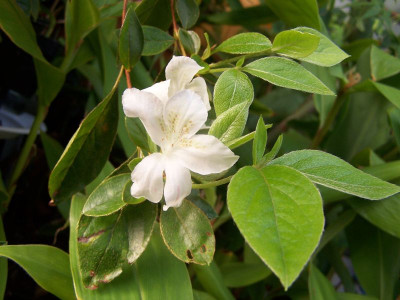 100_0958_Azalea_Kurume__800.jpg