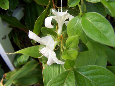 100_0959_Azalea_Kurume_2___800.jpg