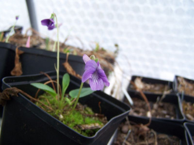 100_0963_Viola_mandschurica___800.jpg