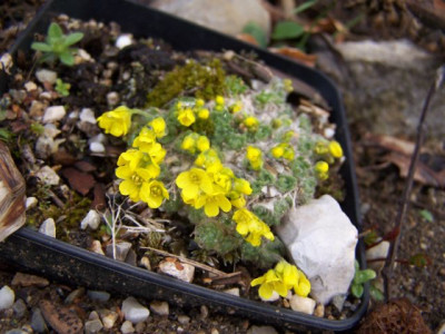 100_0971_DRABA_yunnanensis__640.jpg