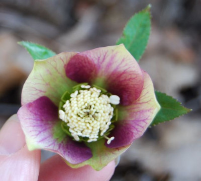 H.gelb-dunkelrosa.jpg