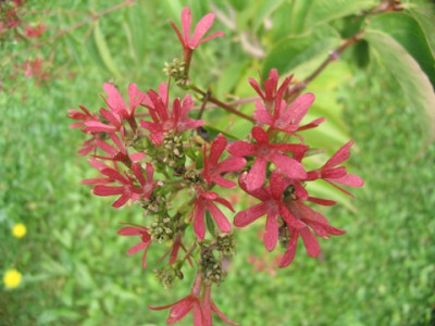 Heptacodium.JPG