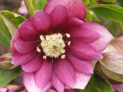 Hel_Seerose__Feb_08.jpg