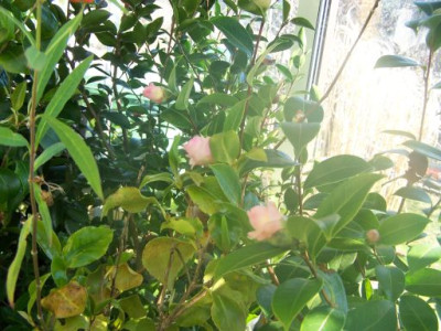 100_0975_C._jap._Mrs._Tingley_4_Knospen__500.jpg