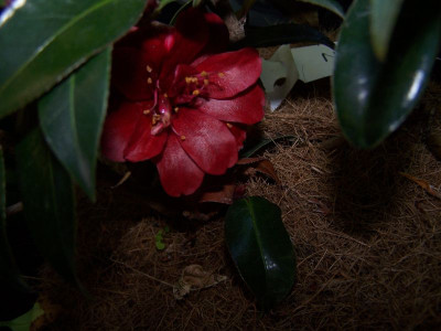 100_0980_Camellia_Night_Rider__800.jpg