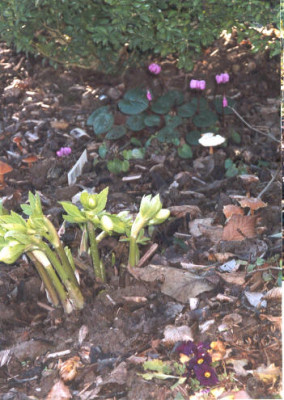 Januar2004.jpg