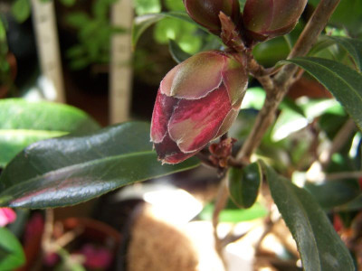 100_0983_Camellia_Night_Rider_Knospe__800.jpg