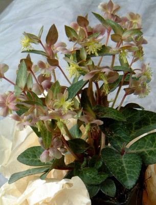 Helleborus_.jpg