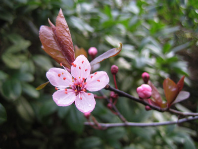 prunus_cerasifera_nigra_946.jpg
