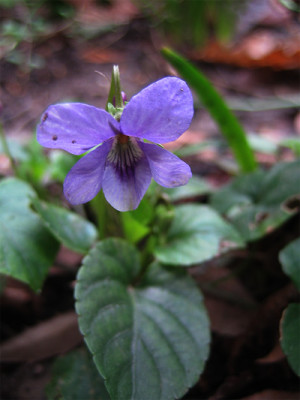 viola_9474.jpg
