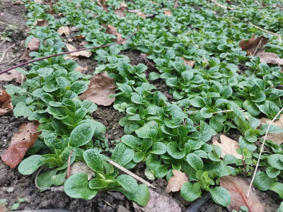Feldsalat gesäht 20211224.jpg