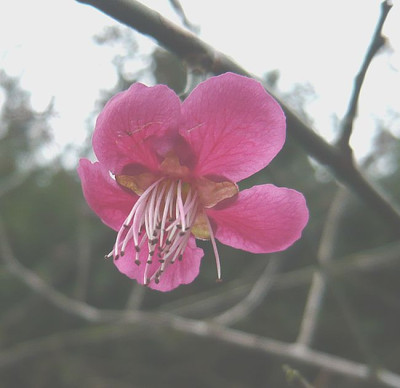 Prunus_mume_fars_2008.jpg