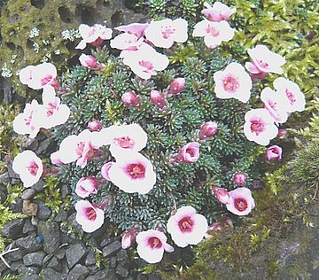 Saxifraga_burseriana_fars_2008.jpg