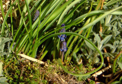 Traubenhyazinthe-2008.jpg