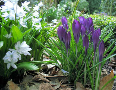 P_IMG_7700_Mischas_Vernus.jpg