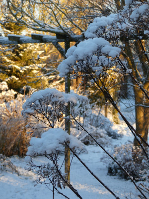 2021-12-25 Gartenimpressionen 11.jpg
