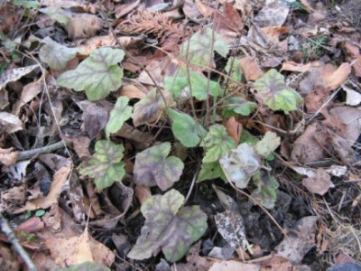 Tiarella_xxx.jpg