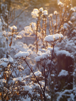 2021-12-25 Gartenimpressionen 20.jpg