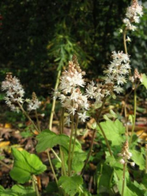 Tiarella_xxx_Blute.jpg