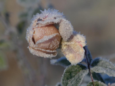 2021_1226Weihnachten20210090.JPG