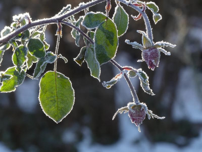 2021_1226Weihnachten20210162.JPG