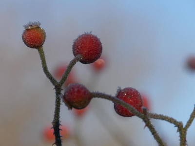 2021_1226Weihnachten20210065.JPG