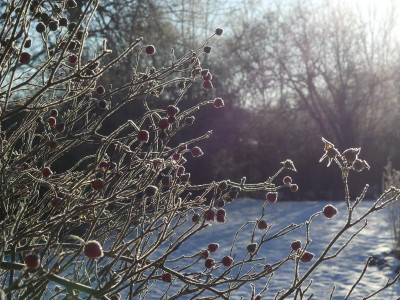 2021_1226Weihnachten20210103.JPG