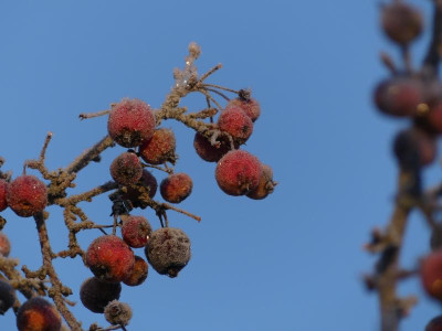 2021_1226Weihnachten20210047.JPG