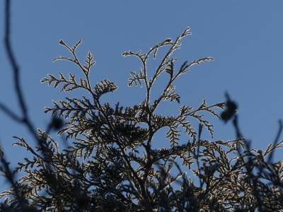 2021_1226Weihnachten20210061.JPG