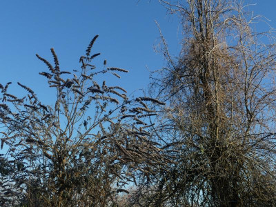 2021_1226Weihnachten20210063.JPG