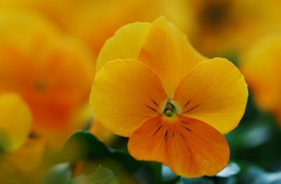 Viola_1_02-03-2008.jpg