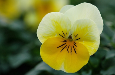 Viola_2_02-03-2008.jpg