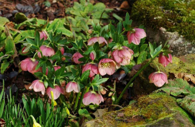 Helleborus_Schmiemann_1_02-03-2008.jpg