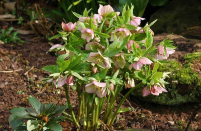 Helleborus_Schmiemann_2_02-03-2008.jpg