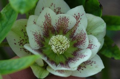 Helleborus_Schmiemann_3_02-03-2008.jpg