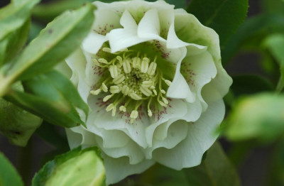 Helleborus_Het_Wilgenbroek_1_02-03-2008.jpg
