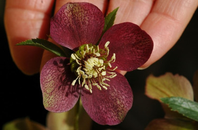 Helleborus_Markt_2008_1_02-03-2008.jpg