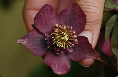 Helleborus_Ferdinandushof_1_02-03-2008.jpg