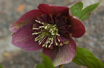 Helleborus_Ferdinandushof_2_02-03-2008.jpg