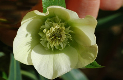 Helleborus_Koen_Van_Pouke_2_02-03-2008.jpg
