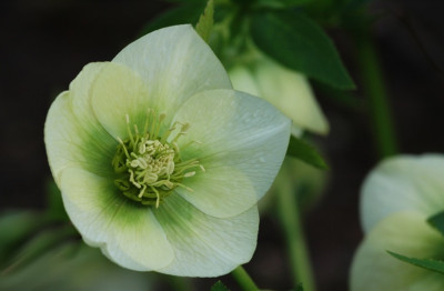 Helleborus_Het_Wilgenbroek_2_02-03-2008.jpg