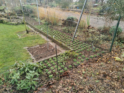 Feldsalat Beet 20211227.jpg