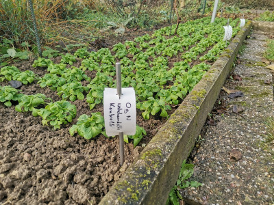 Feldsalat 20211227.jpg