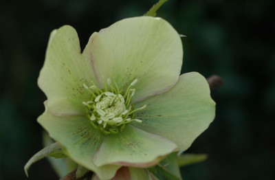 Helleborus_Schmiemann_5_02-03-2008.jpg