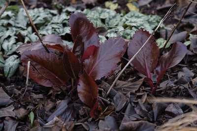 DSC_4069_DxO.jpg