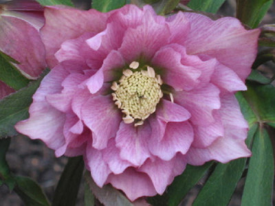 Hel_gewellt_rose___Februar_08.jpg