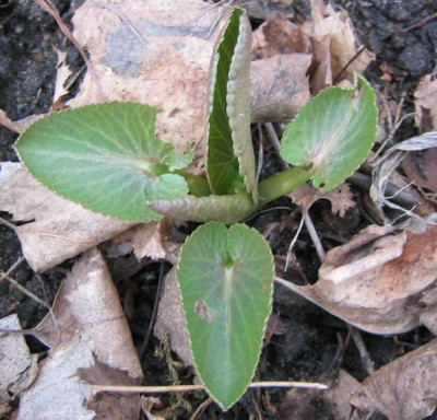 Unbekannt20080302_01.jpg