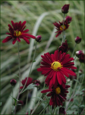 CHRYSANTHEMUM_rubellum__Duchess_of_Edinburgh.JPG