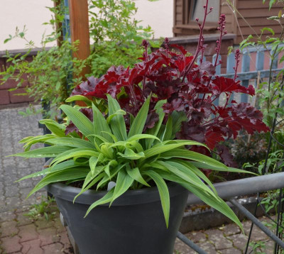 Hosta-Hyuga_urajiro.16-2.jpg